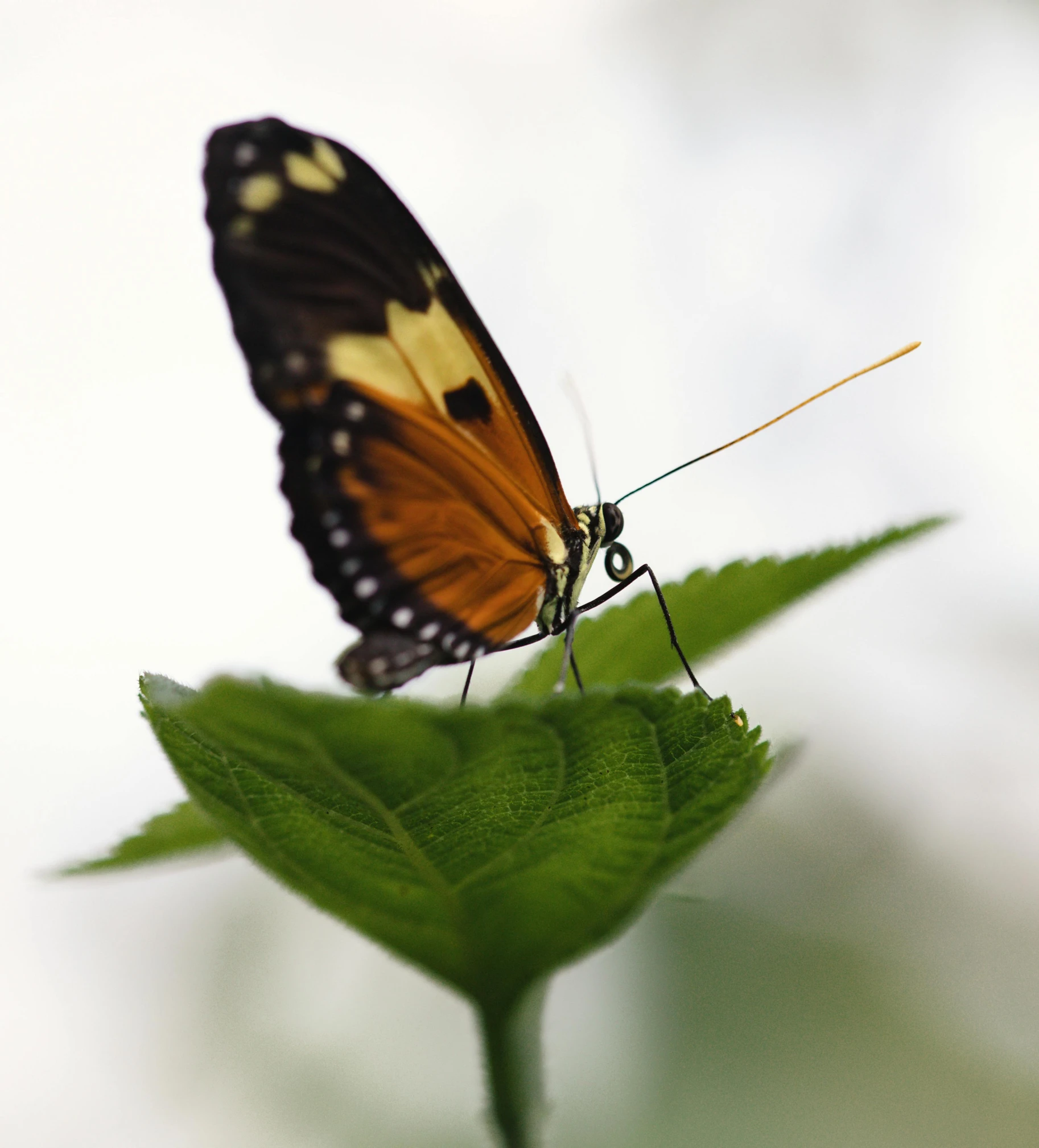 erfly resting on a leaf during the day