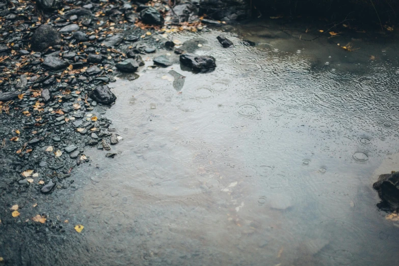 a dle of water with leaves on the bottom of it