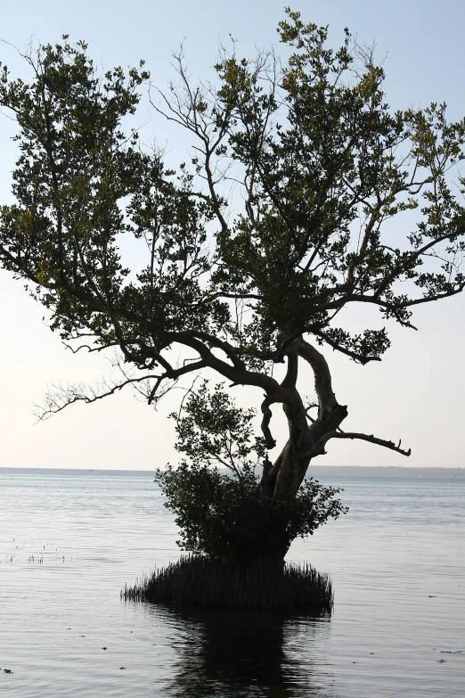 a lone tree grows out of a small island in the middle of the ocean