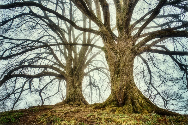 a couple of trees in a field with no leaves on them