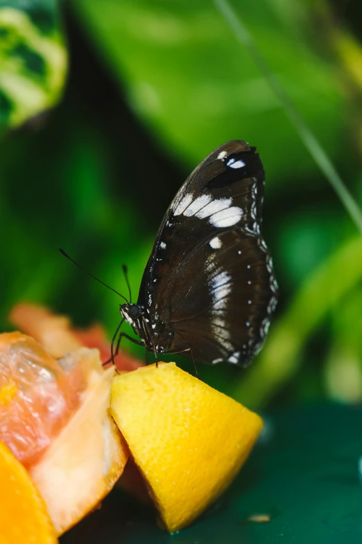 a erfly sits on top of some fruit