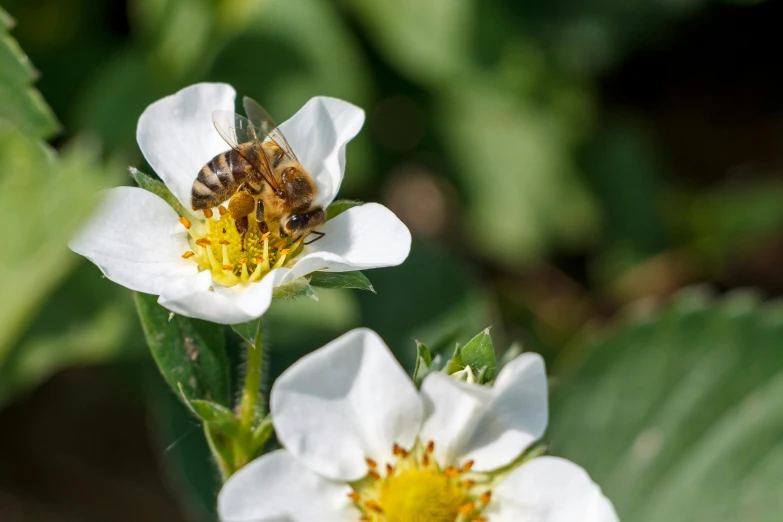 bee on white flower with a yellow center