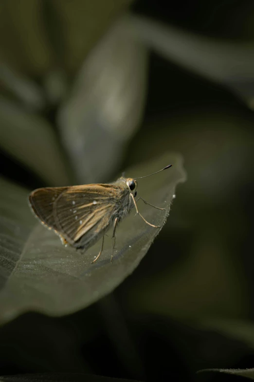 the moth is perched on top of a green leaf