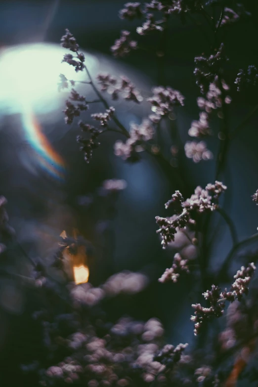 purple flowers with sunlight shining in the background