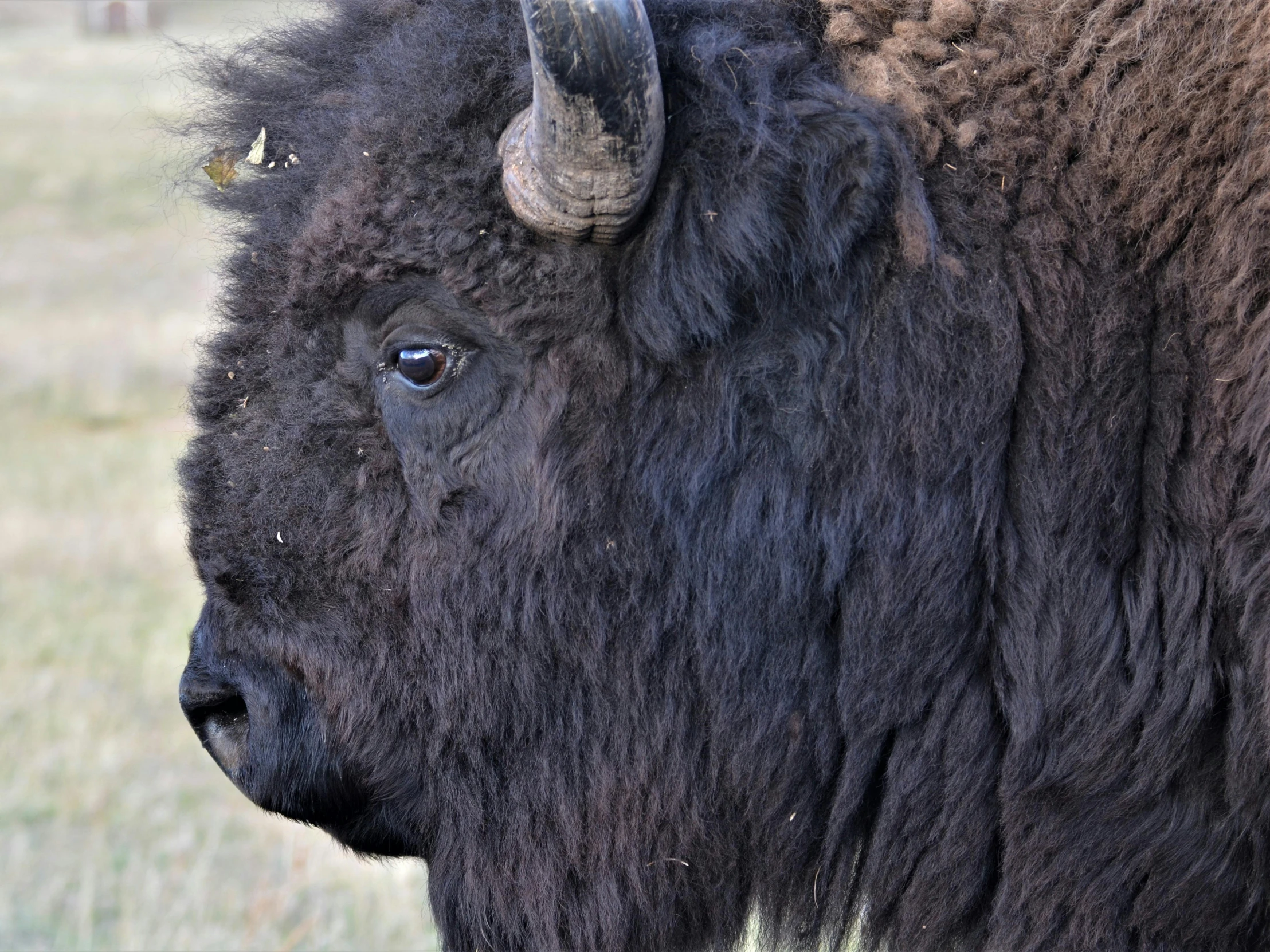 an image of a black buffalo in the wild