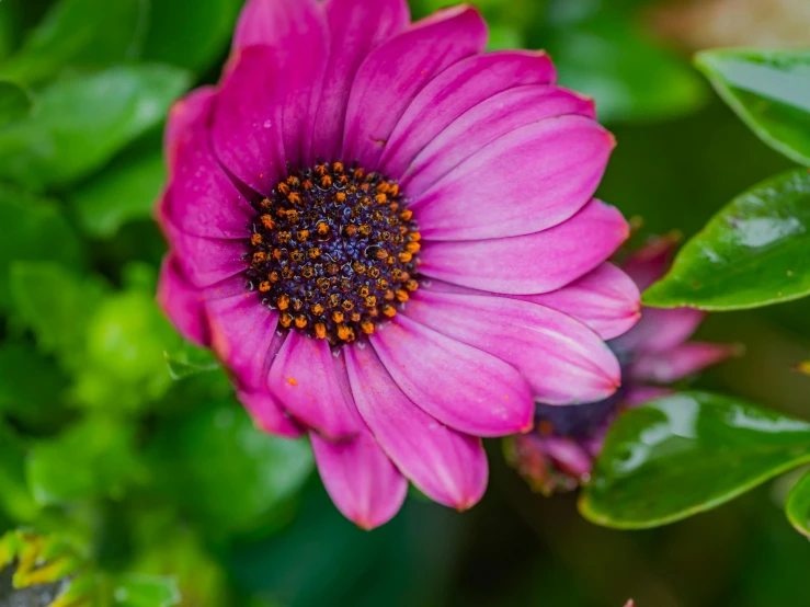 there is a pink flower with some other green plants