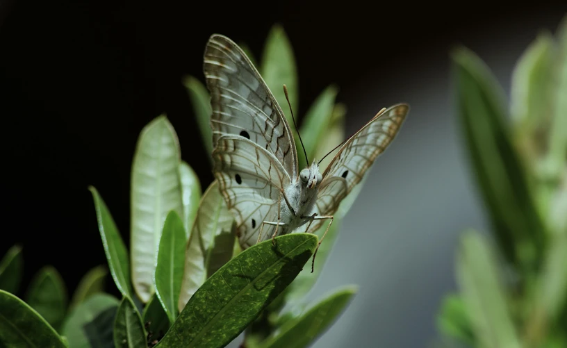 there are two moths on a green nch