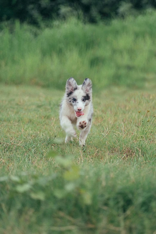 a puppy running through the grass towards soing