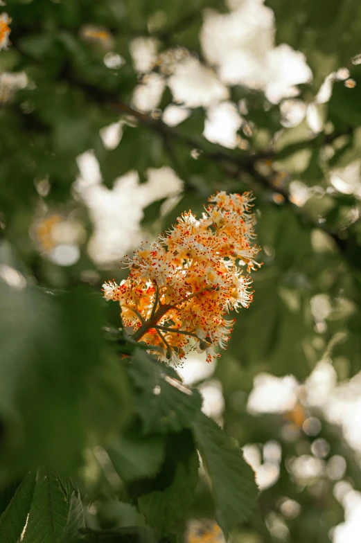 a bunch of orange flower growing on top of a tree