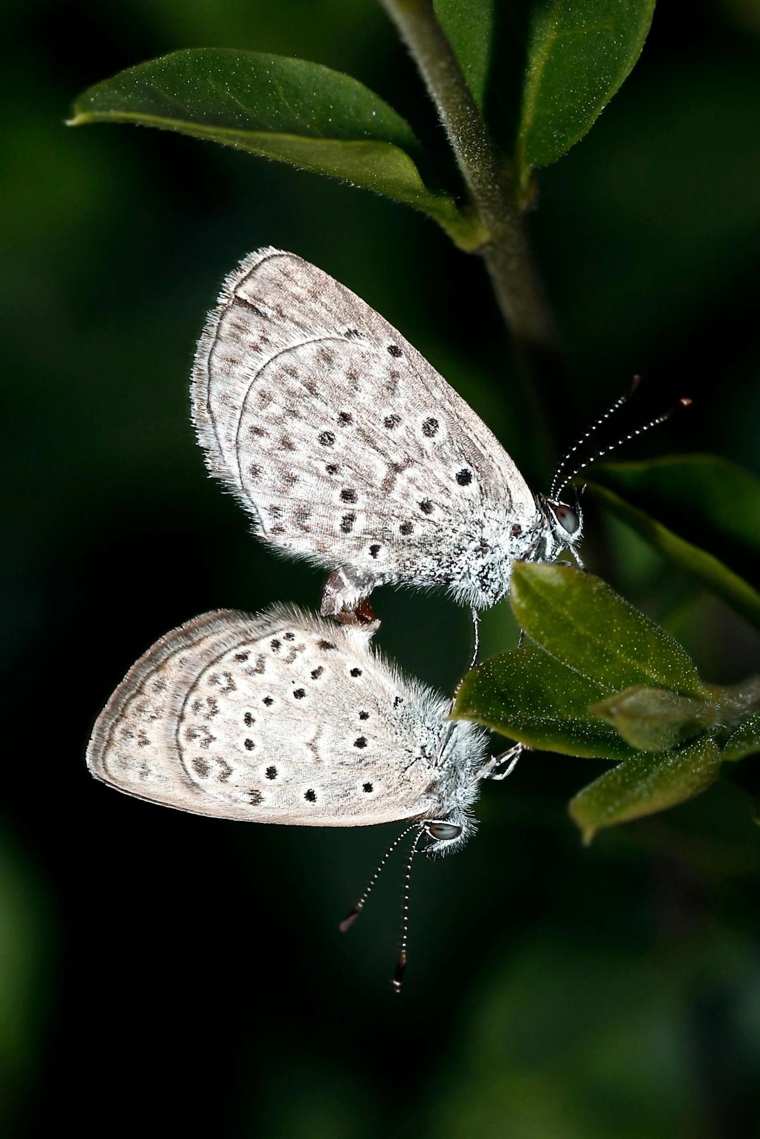 two erflies sitting on top of green leaves