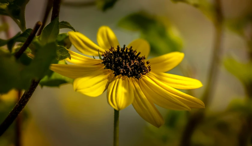 yellow flower with buds in a green forest