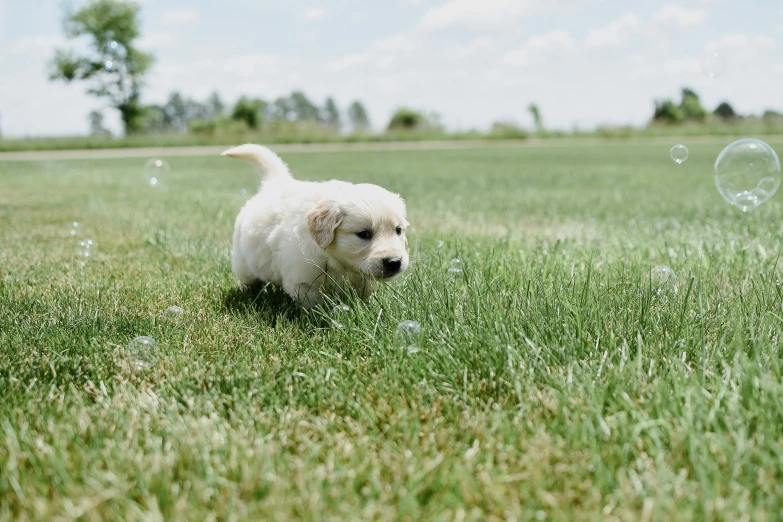 a white dog with bubbles in the grass