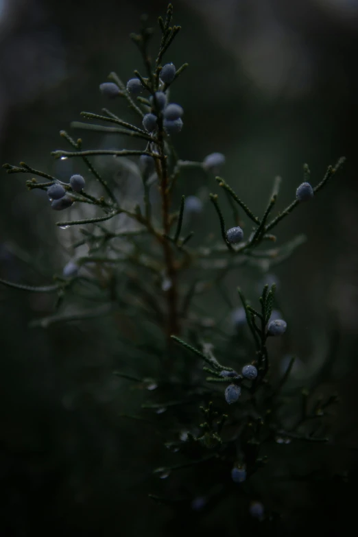 small nches of the tree with some tiny flowers