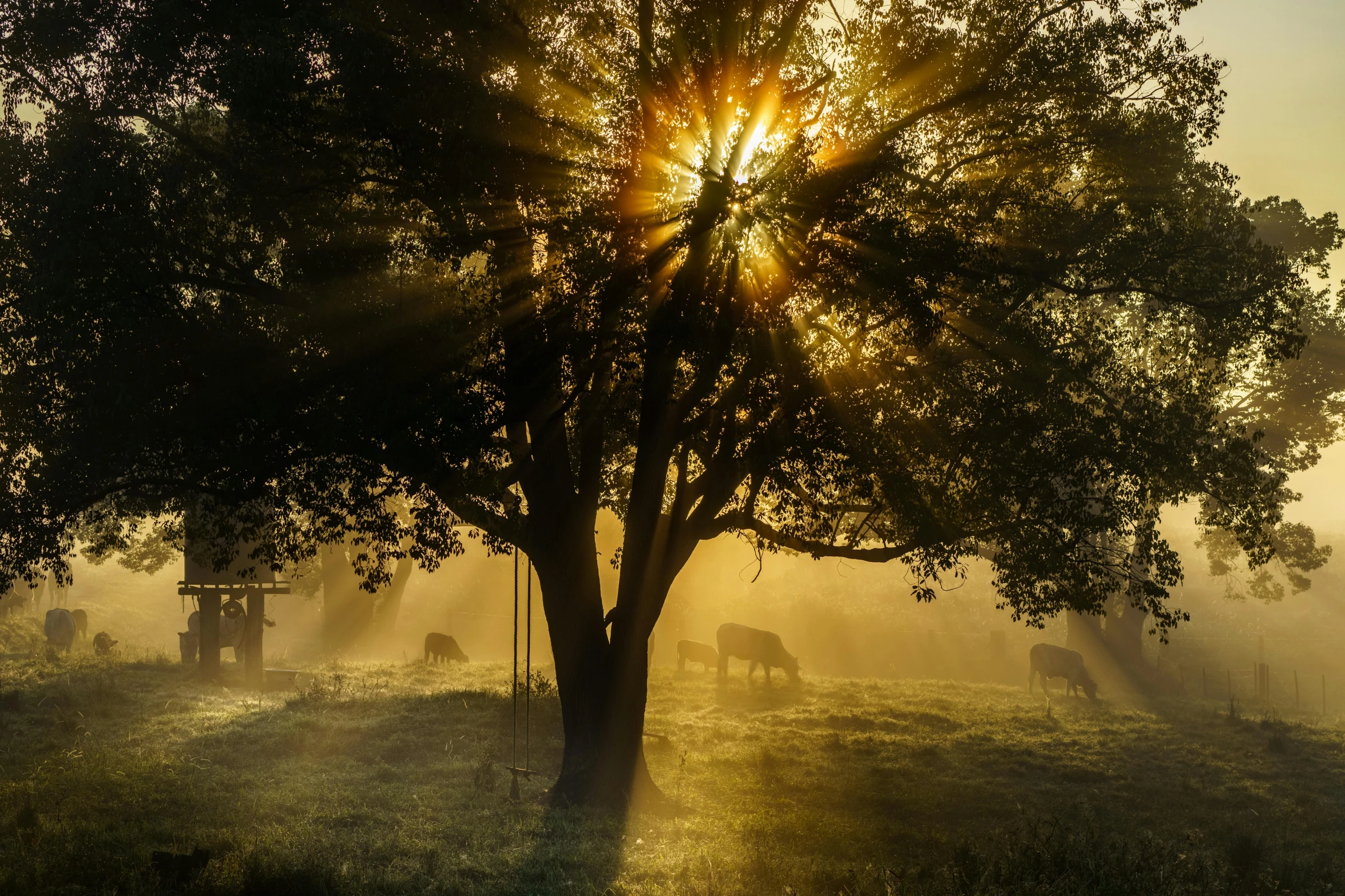 the sun shines through the fog as cattle graze under a tree