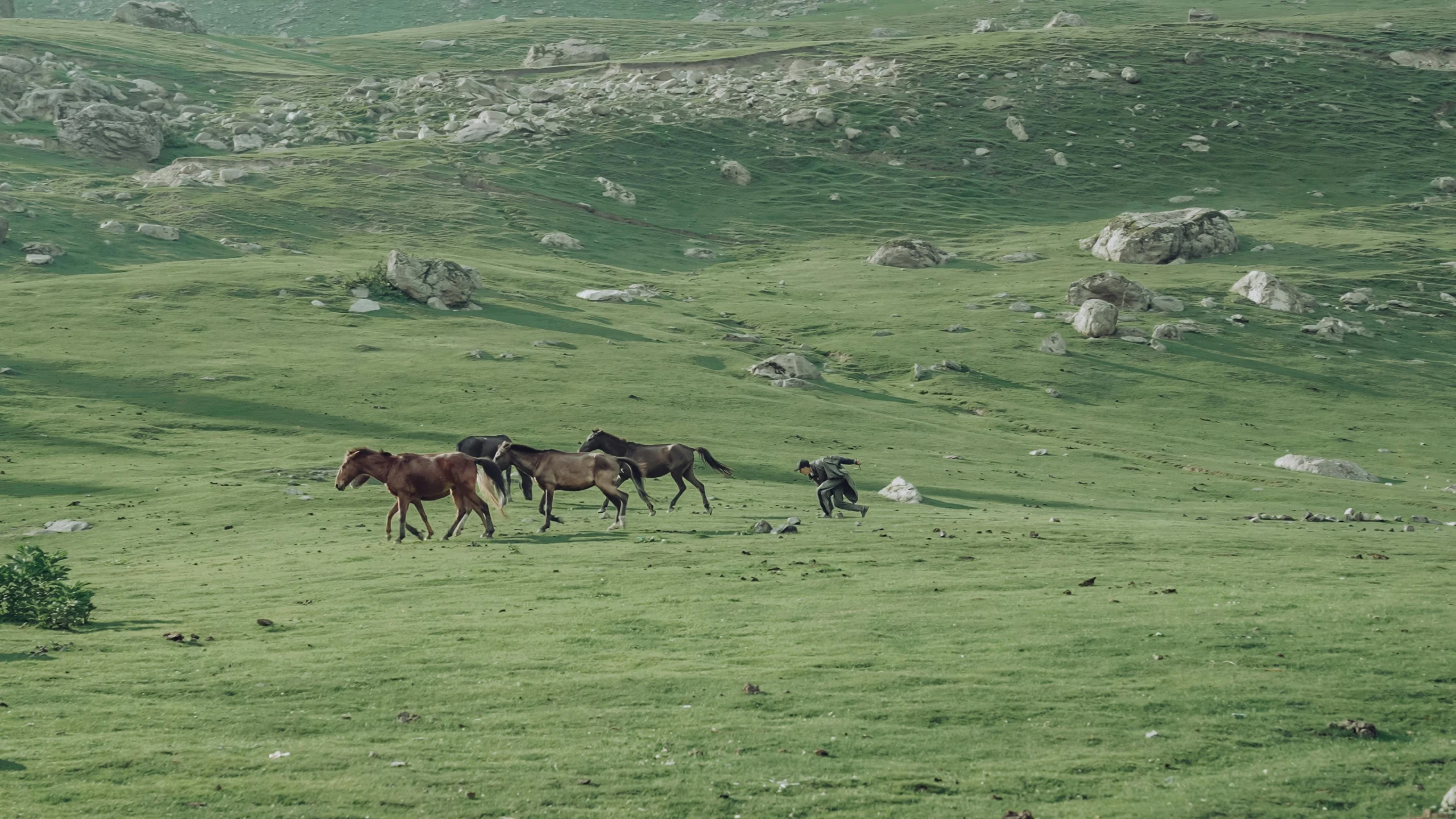 the herd of horses are walking on the lush green hill side