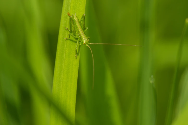 a grasshopper sits on top of green leaves