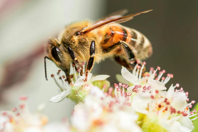 a close - up image of a bee on a flower