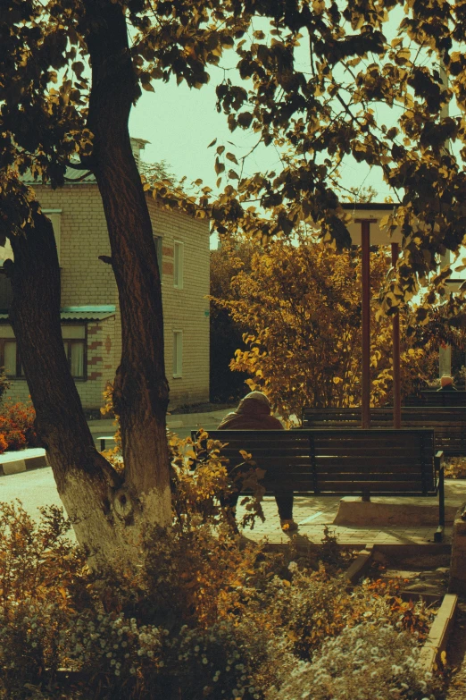 two benches sitting by a tree near other trees