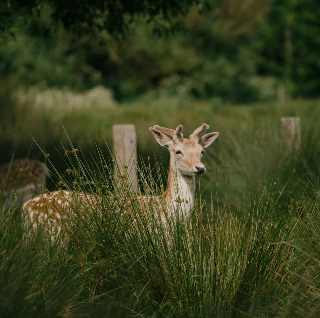 a small deer stands alone in a grassy field