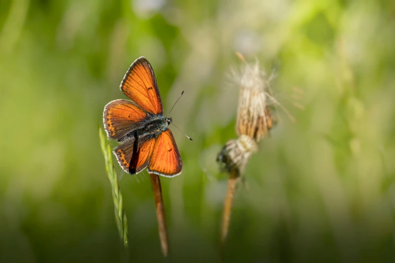 a erfly sits on a dead flower with green leaves