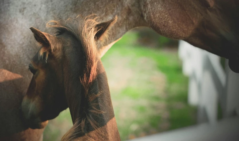 a little horse and a mother that is touching noses