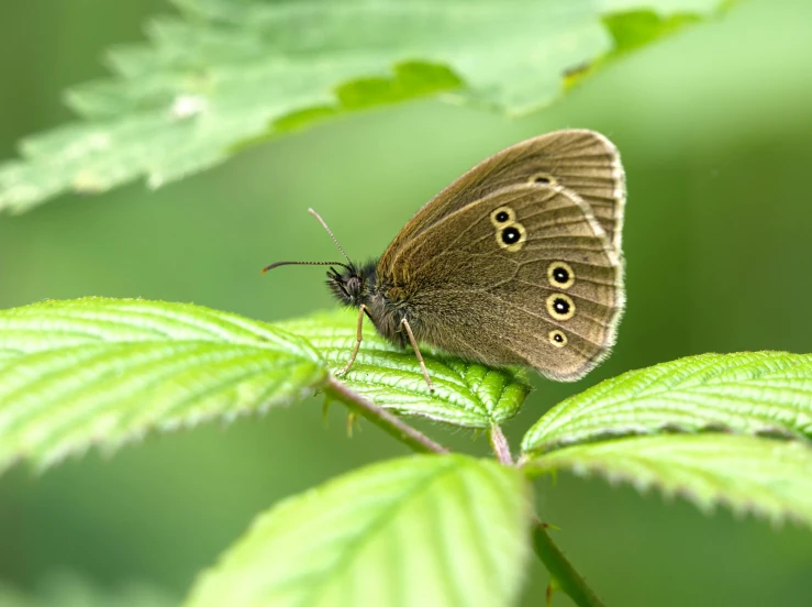 a brown erfly sits on top of green leaves