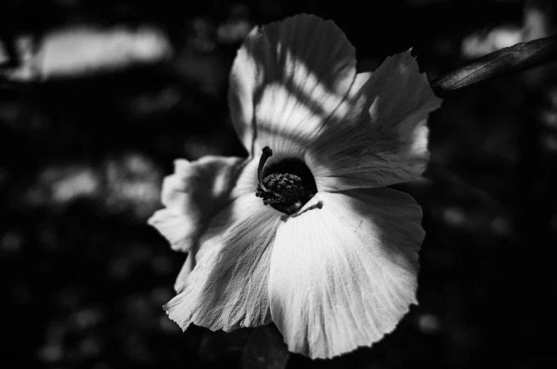 an image of a white flower with sunlight coming out