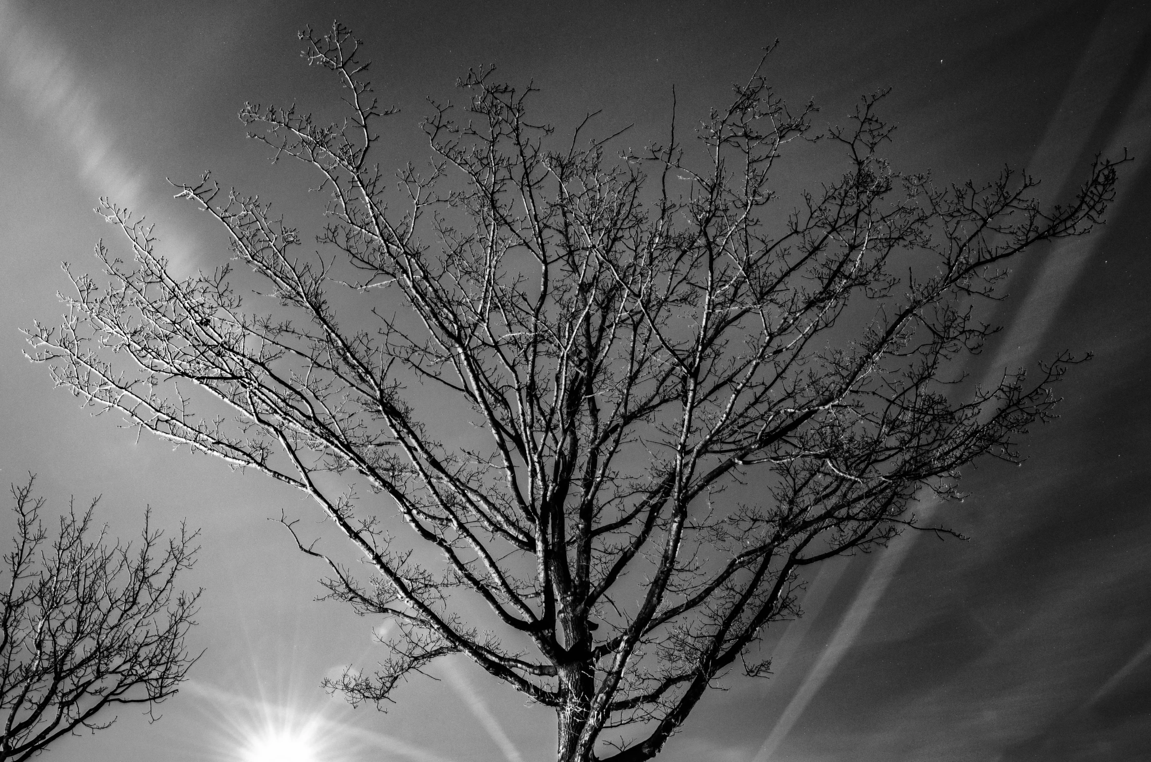 the sun shines behind a tree in the black and white pograph