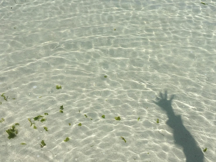 a person casting a shadow on the clear water