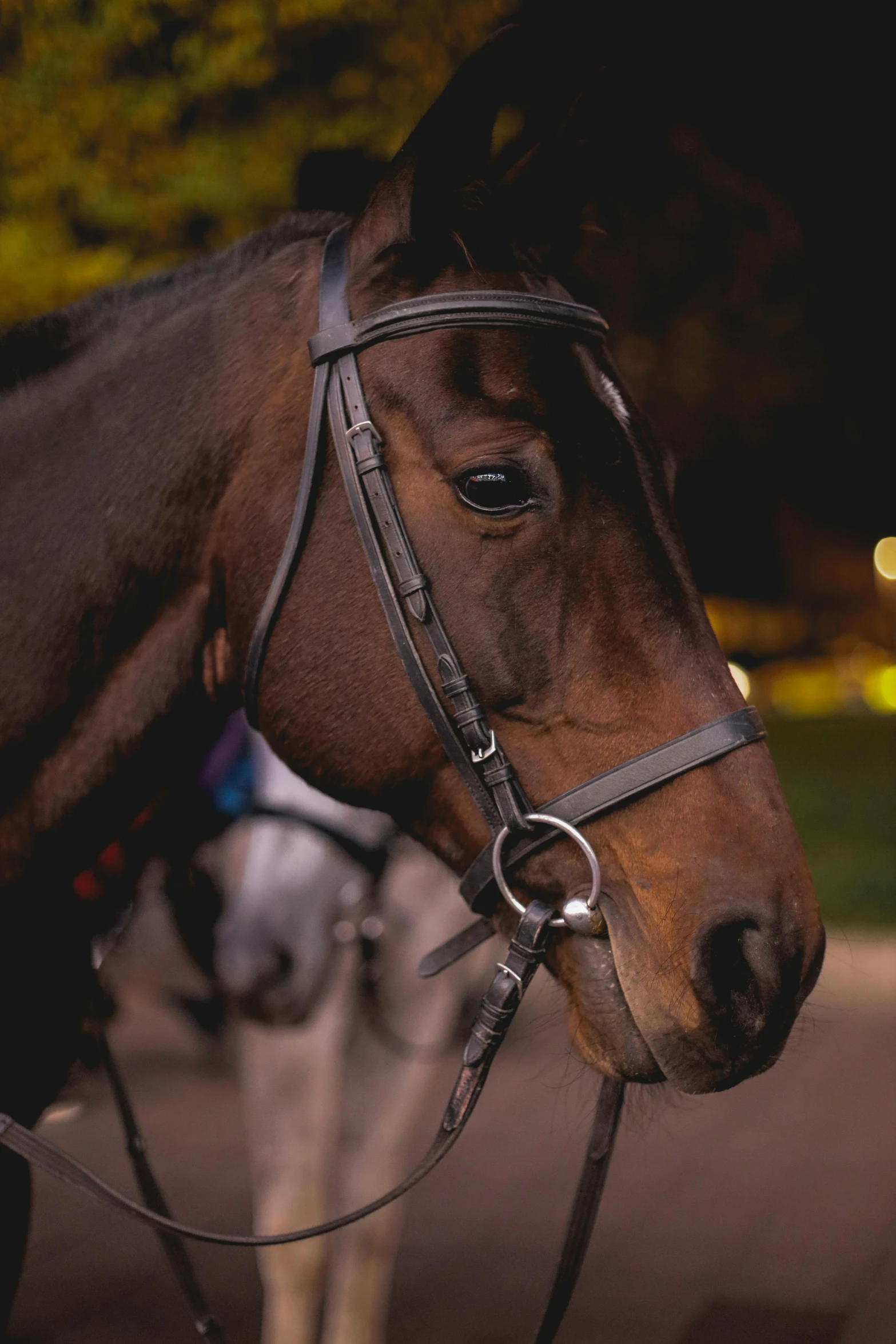 a horse with a bridle and a white horse in background