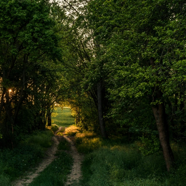 a dirt road is shaded by green trees