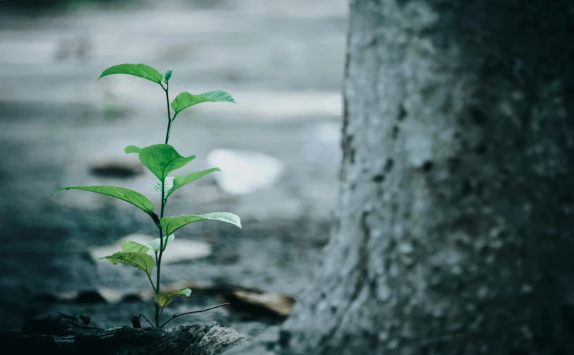 a small plant growing out of the ground next to a tree