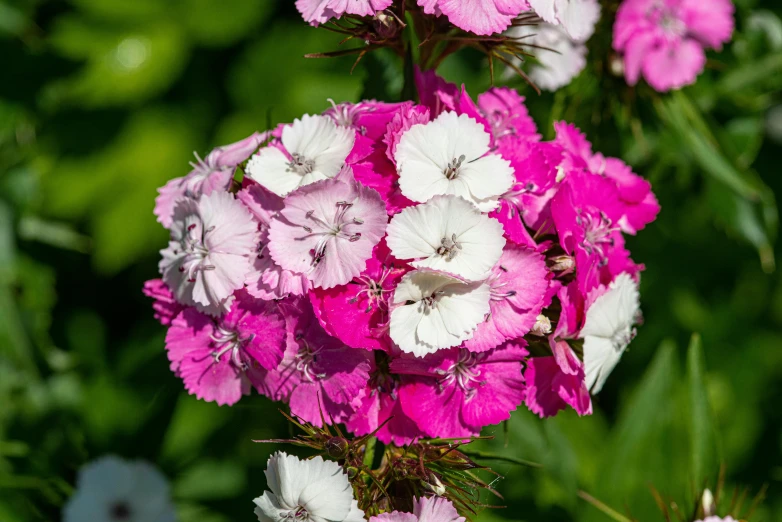 a cluster of pink and white flowers in bloom