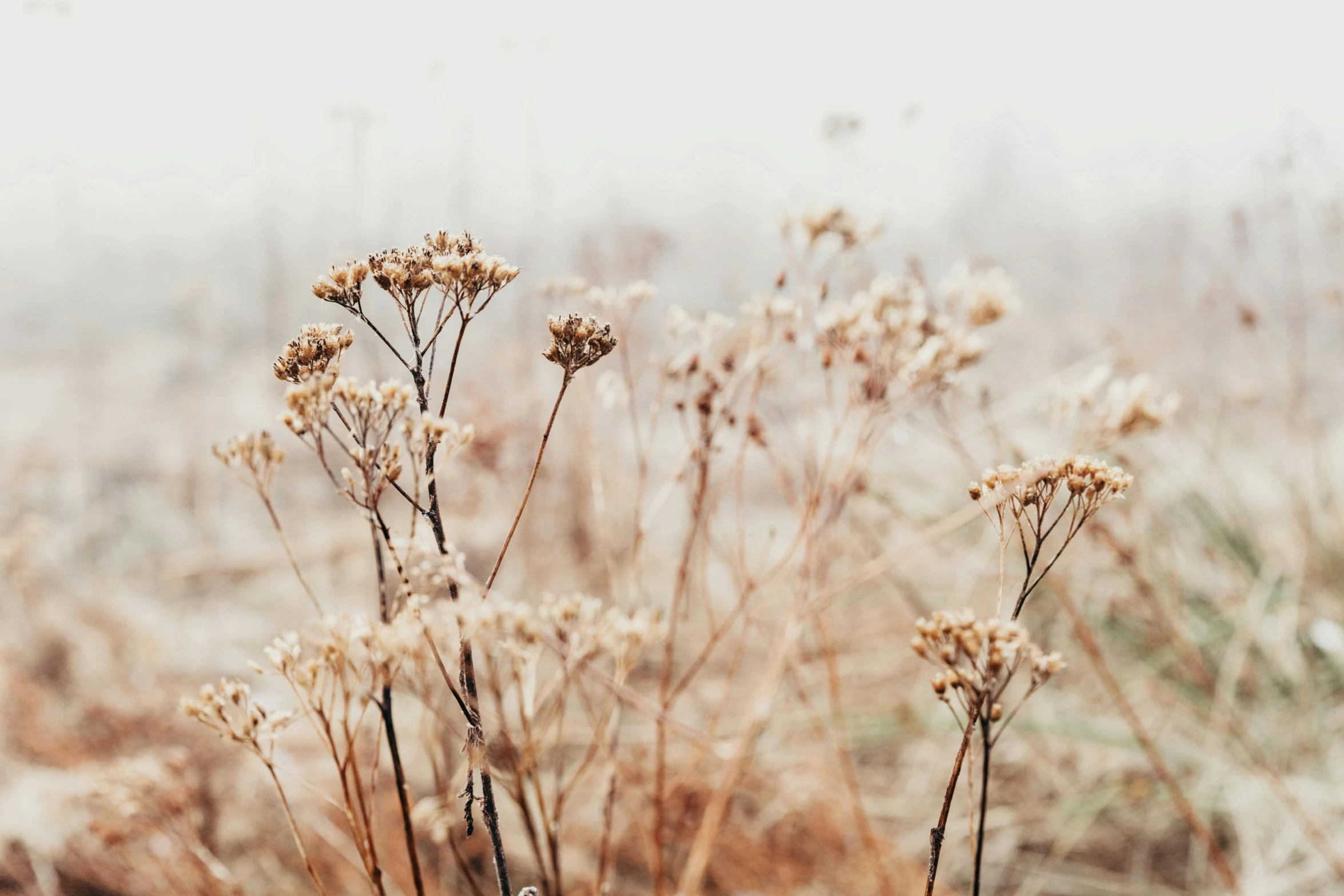 some brown and yellow flowers in a dry field