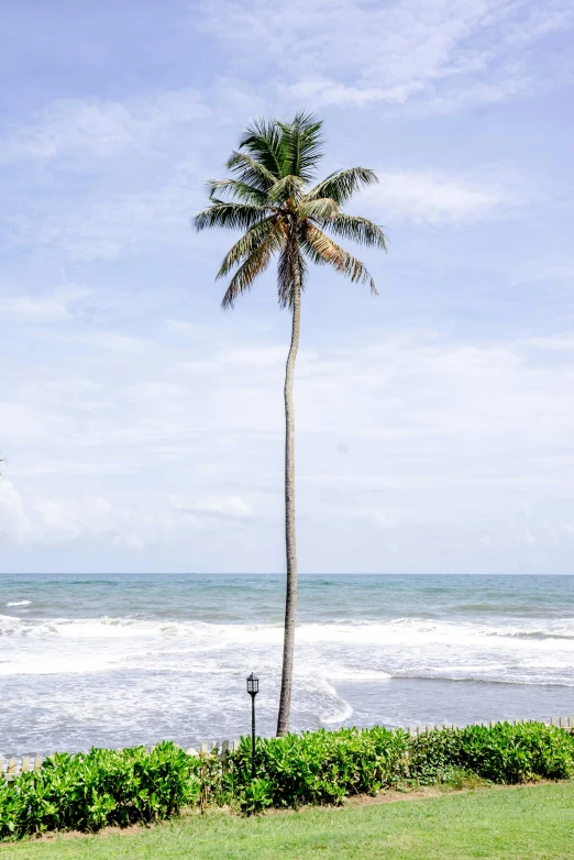 a tall palm tree sits at the shore of a beach