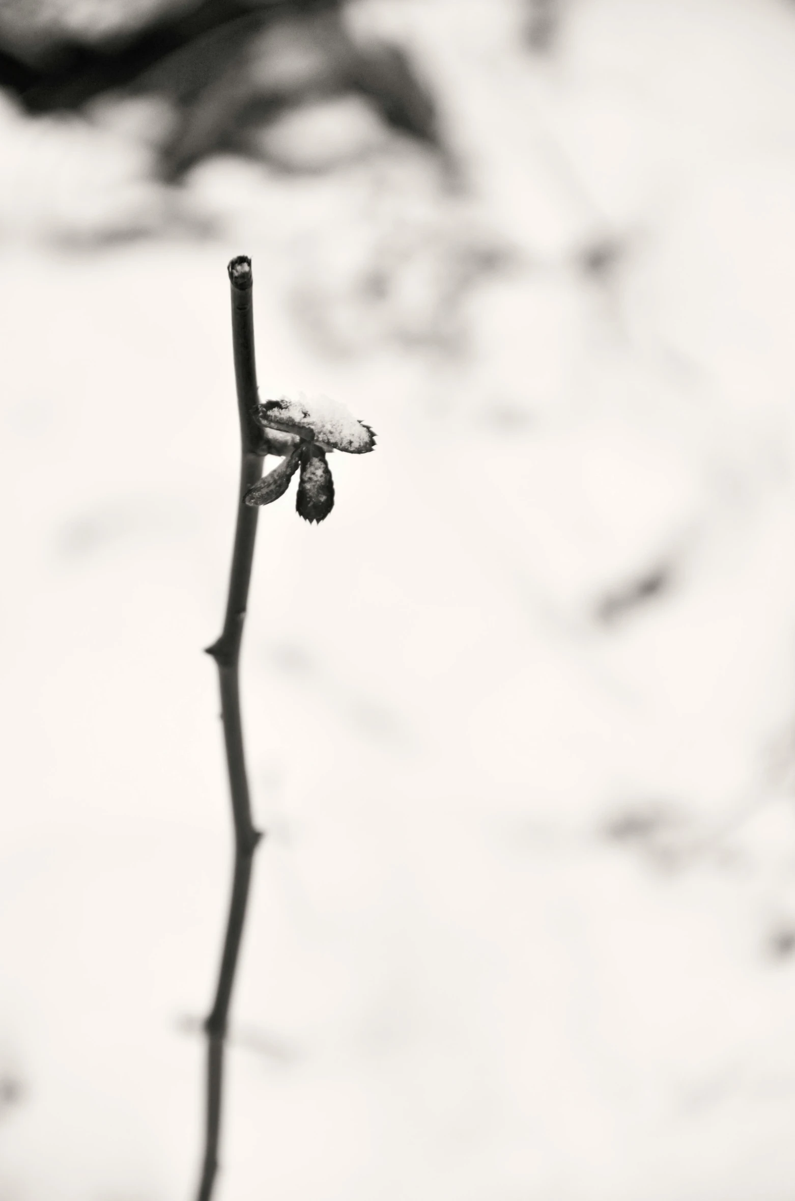 a nch with tiny flowers is shown in this black and white pograph