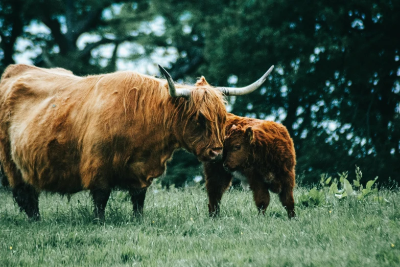 an ox and its calf graze in a pasture