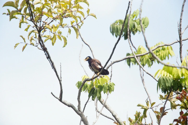 a bird perched on the top of a tree nch