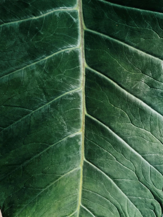 a green leaf with a leaf like pattern is shown