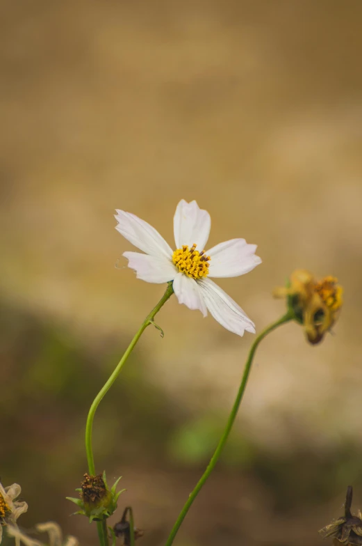 a bee sits atop a single white flower