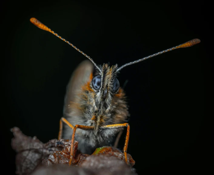 an insect with many antennae and long legs