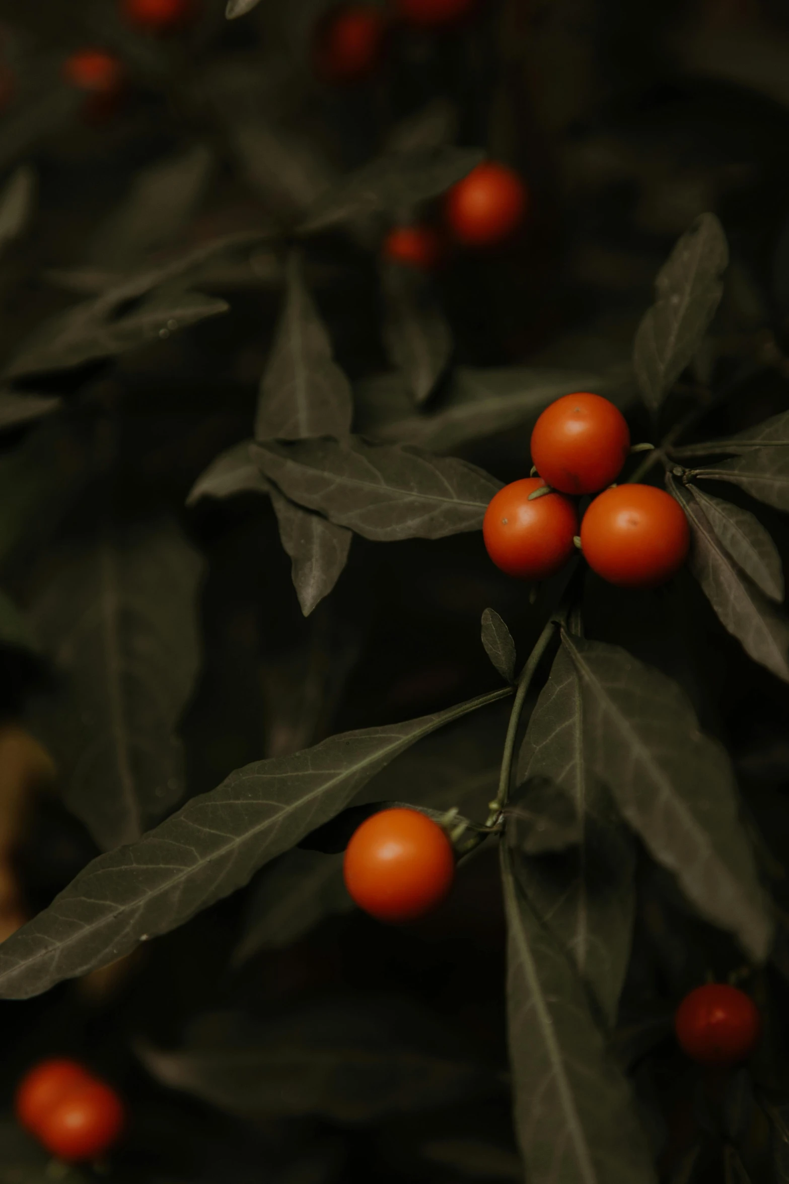 closeup view of red berries hanging on leafy nches