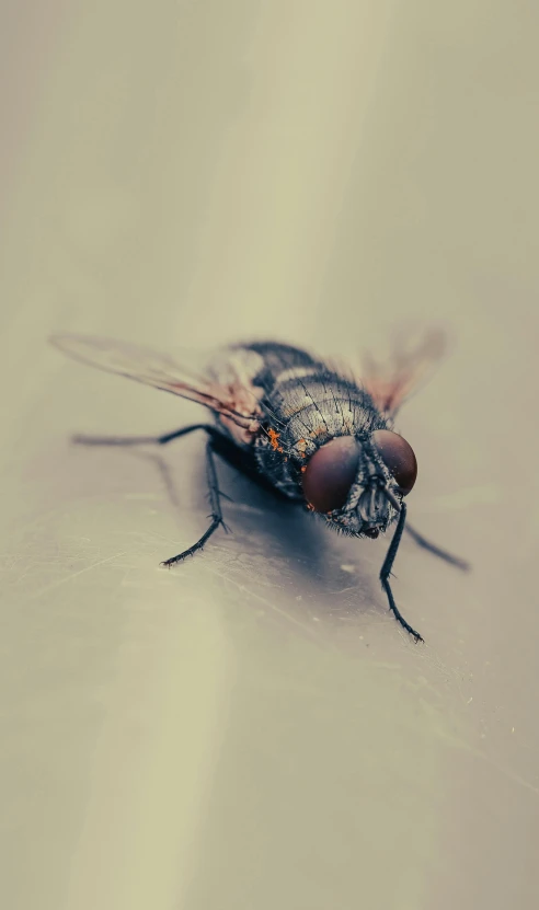 closeup of fly with orange eyes sitting on surface