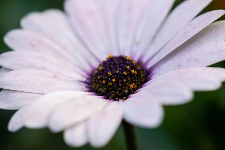 white and purple flower with yellow center, with lots of dirt