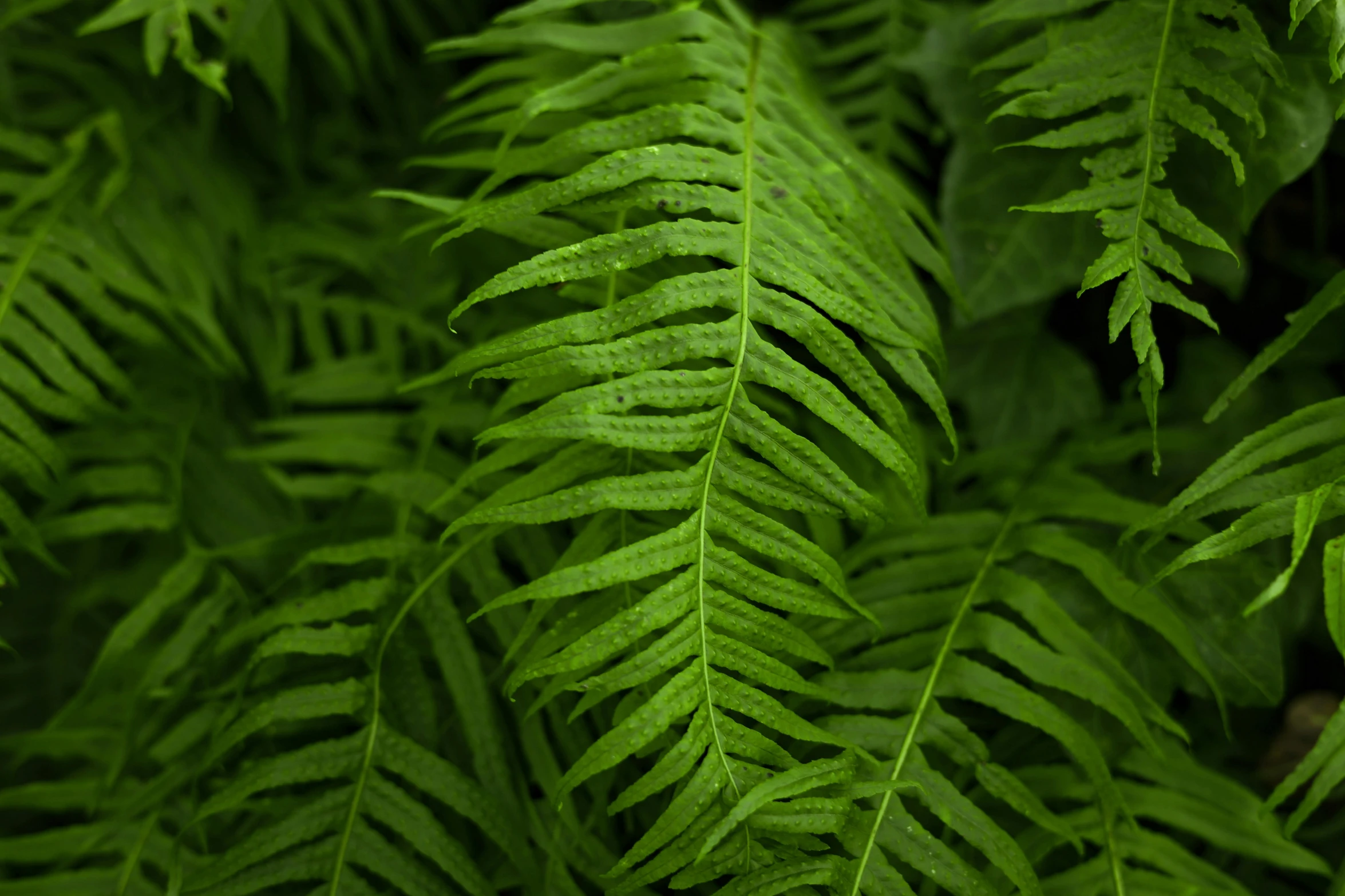 a plant with green leaves in the center of it