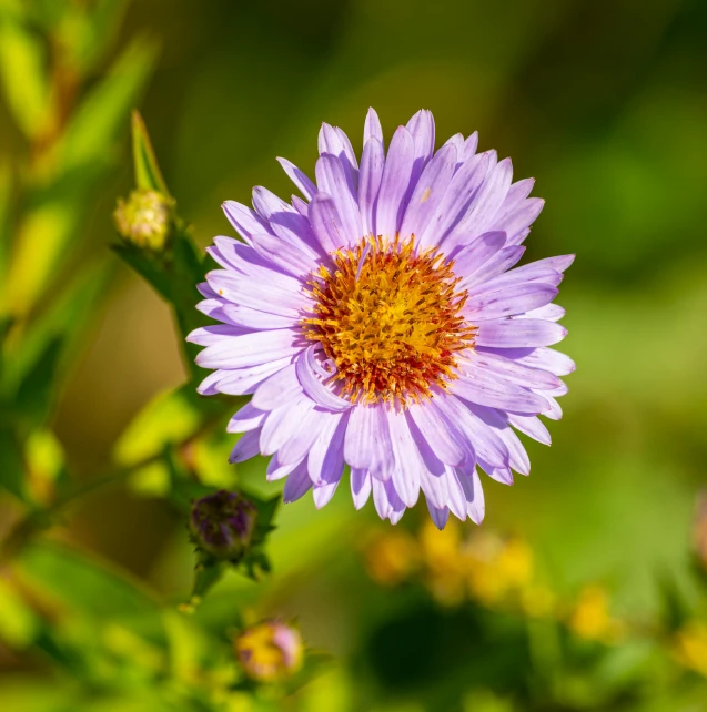 an extreme close up of a purple flower