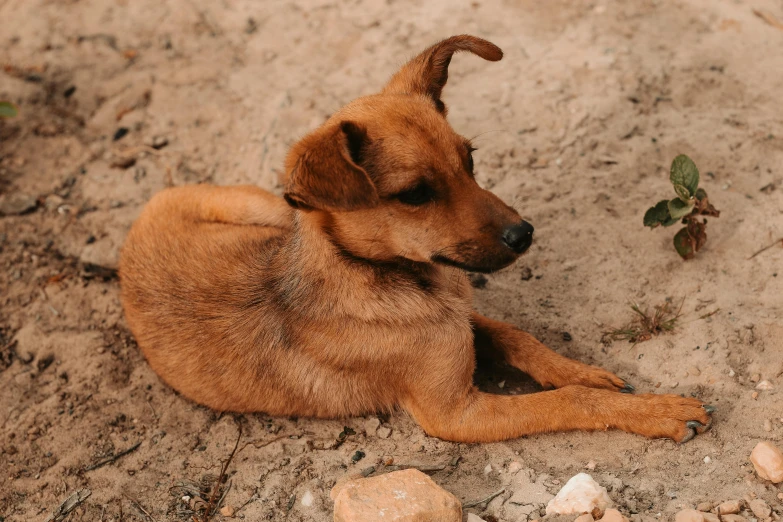 small dog laying down on the ground next to a rock