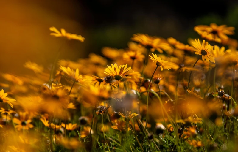 a field full of yellow flowers on top of grass