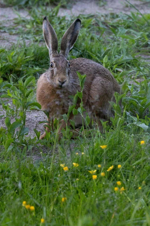 a brown bunny sits in the tall grass