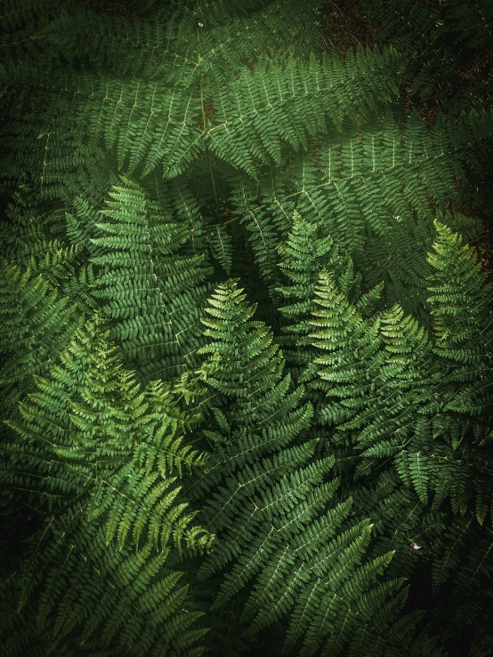 green leafy vegetation with long thin fronds